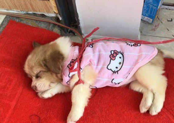 可怜小奶狗被丢弃雨中,坐地上哀嚎地撕心裂肺!好心姑娘太棒了!