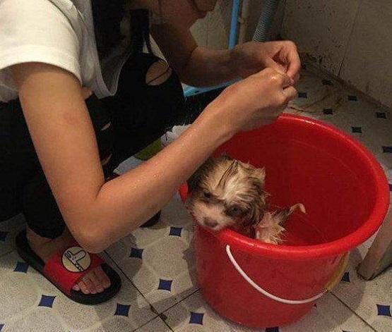 可怜小奶狗被丢弃雨中,坐地上哀嚎地撕心裂肺!好心姑娘太棒了!