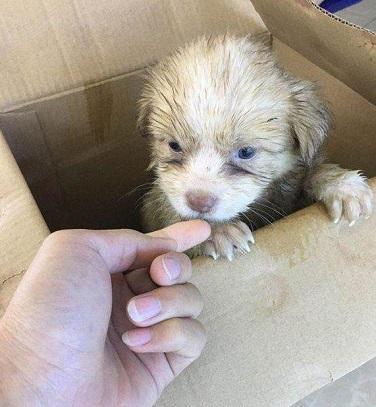 可怜小奶狗被丢弃雨中,坐地上哀嚎地撕心裂肺!好心姑娘太棒了!
