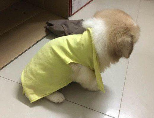 可怜小奶狗被丢弃雨中,坐地上哀嚎地撕心裂肺!好心姑娘太棒了!