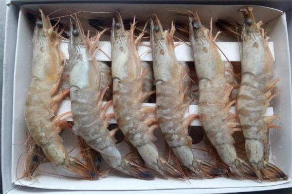 明虾怎么清洗 明虾怎么洗才干净 明虾怎么清洗 明虾怎么洗才干净