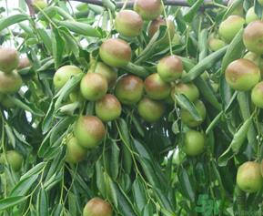 青枣子吃多了会怎么样?青枣子吃多了有什么坏处? 青枣子吃多了会怎么样?青枣子吃多了有什么坏处?