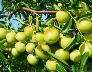 青枣子吃多了会怎么样?青枣子吃多了有什么坏处? 青枣子吃多了会怎么样?青枣子吃多了有什么坏处?