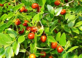 青枣子吃多了会怎么样?青枣子吃多了有什么坏处? 青枣子吃多了会怎么样?青枣子吃多了有什么坏处?