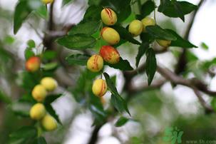 青枣子吃多了会怎么样?青枣子吃多了有什么坏处? 青枣子吃多了会怎么样?青枣子吃多了有什么坏处?