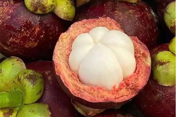 山竹用不用放在冰箱里保存 山竹要怎么存放 山竹用不用放在冰箱里保存 山竹要怎么存放