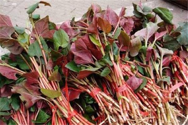 鱼腥草有消炎的作用吗 鱼腥草有什么功效 鱼腥草有消炎的作用吗 鱼腥草有什么功效