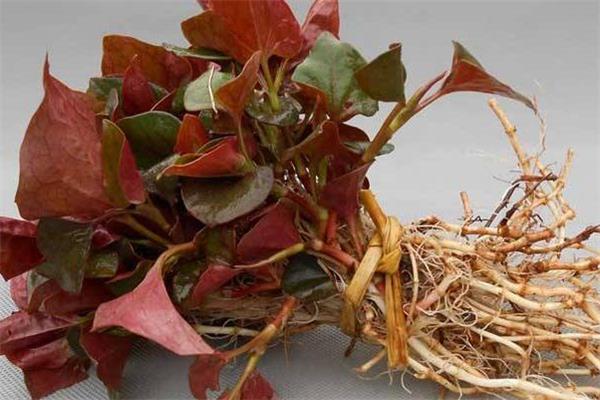 鱼腥草有消炎的作用吗 鱼腥草有什么功效 鱼腥草有消炎的作用吗 鱼腥草有什么功效