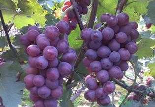 巨峰葡萄有籽吗?巨峰葡萄有没有籽? 巨峰葡萄有籽吗?巨峰葡萄有没有籽?