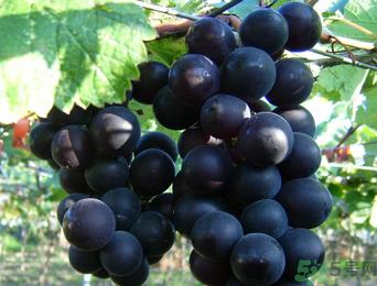 巨峰葡萄有籽吗?巨峰葡萄有没有籽? 巨峰葡萄有籽吗?巨峰葡萄有没有籽?