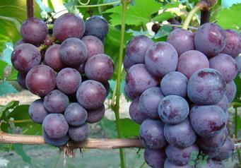 巨峰葡萄有籽吗?巨峰葡萄有没有籽? 巨峰葡萄有籽吗?巨峰葡萄有没有籽?