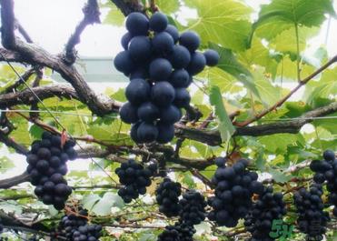 巨峰葡萄有籽吗?巨峰葡萄有没有籽? 巨峰葡萄有籽吗?巨峰葡萄有没有籽?