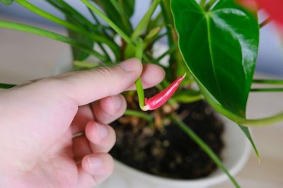 红掌怎样扦插,剪下的枝能扦插吗