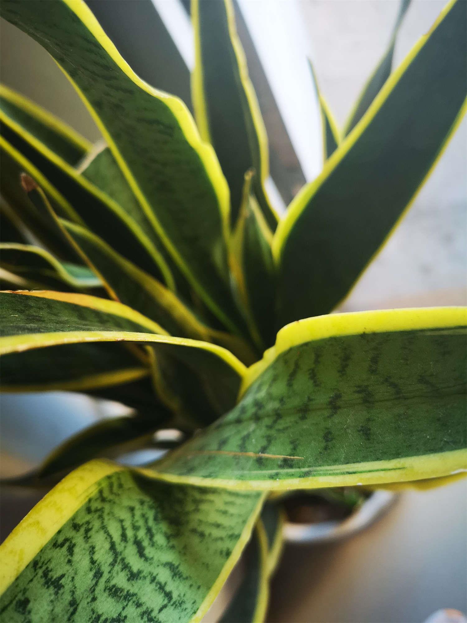 金边虎皮兰 金边虎皮兰