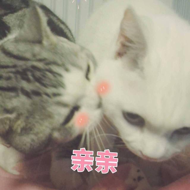 搞笑图片:别爱我,没结果