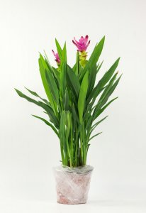 姜荷花冬天怎么养,要剪叶子吗