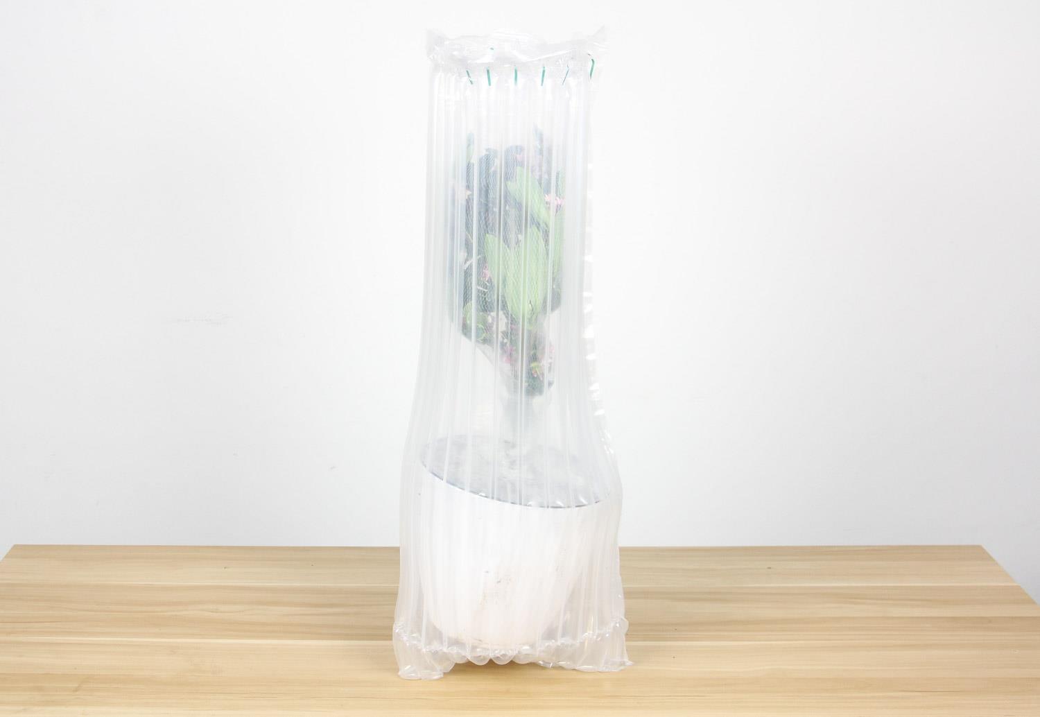 金边瑞香 金边瑞香