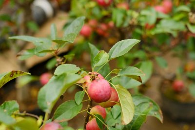 玫瑰海棠一年开几次花,花期如何养护