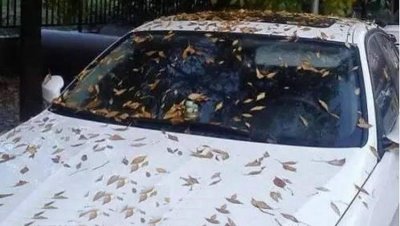 ​车上有树胶怎么办 车上粘了树胶怎样去除