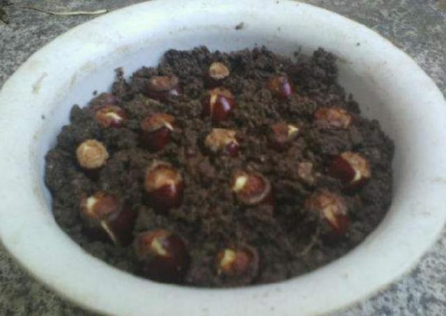 吃完的荔枝核不要扔,埋到花盆里,能长出清新的小盆栽