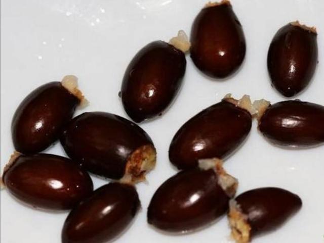 吃完的荔枝核不要扔,埋到花盆里,能长出清新的小盆栽