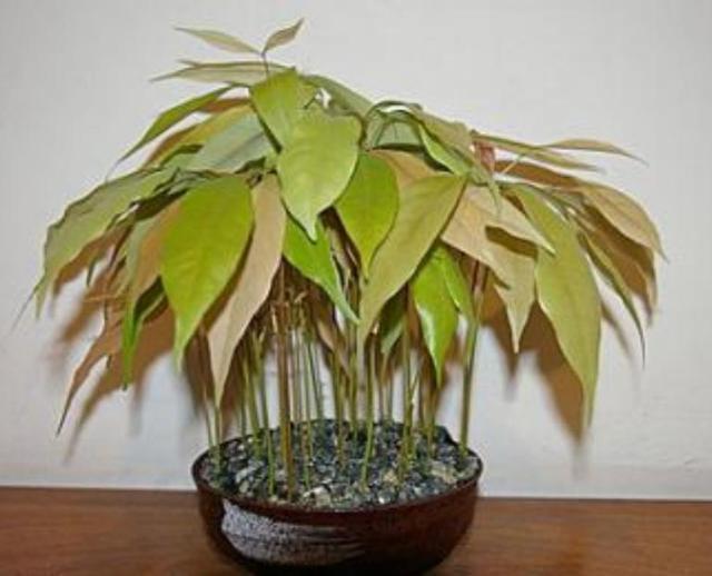 吃完的荔枝核不要扔,埋到花盆里,能长出清新的小盆栽