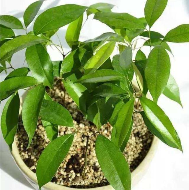 吃完的荔枝核不要扔,埋到花盆里,能长出清新的小盆栽