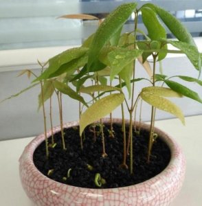 吃完的荔枝核不要扔,埋到花盆里,能长出清新的小盆栽