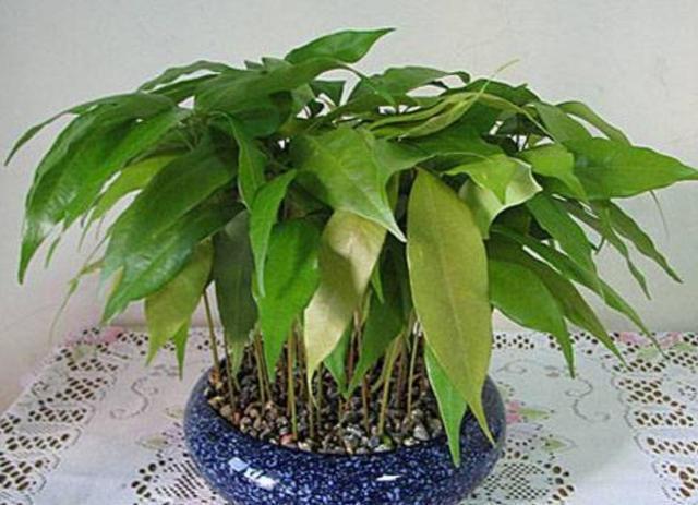 吃完的荔枝核不要扔,埋到花盆里,能长出清新的小盆栽