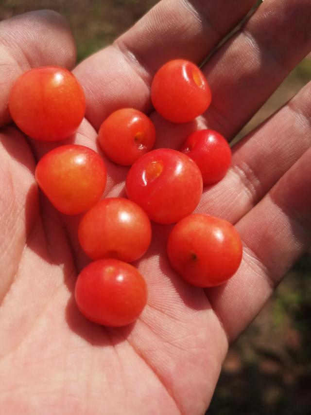 吃货注意!渝北区玉峰山樱桃成熟啦!千亩樱桃等你来摘!!