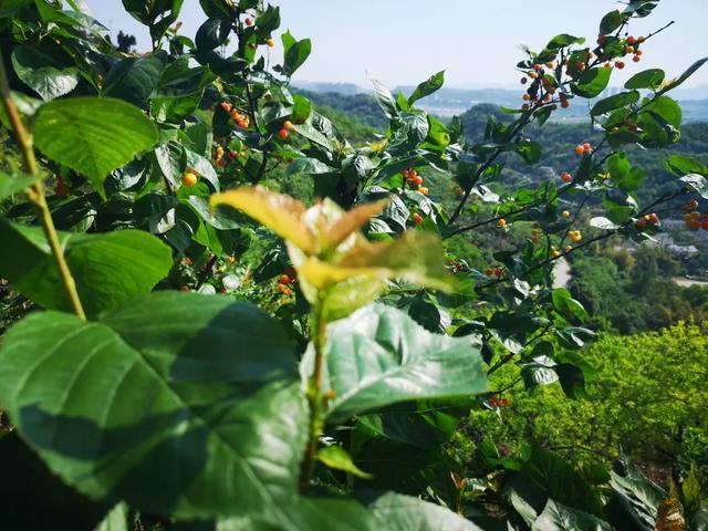 吃货注意!渝北区玉峰山樱桃成熟啦!千亩樱桃等你来摘!!