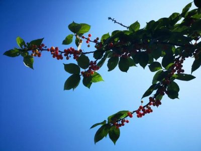 吃货注意!渝北区玉峰山樱桃成熟啦!千亩樱桃等你来摘!!