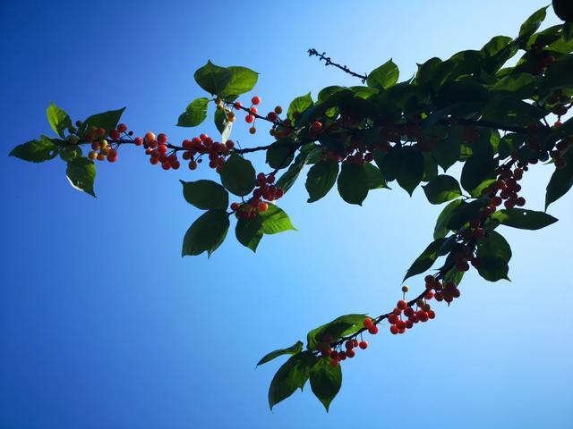 吃货注意!渝北区玉峰山樱桃成熟啦!千亩樱桃等你来摘!!
