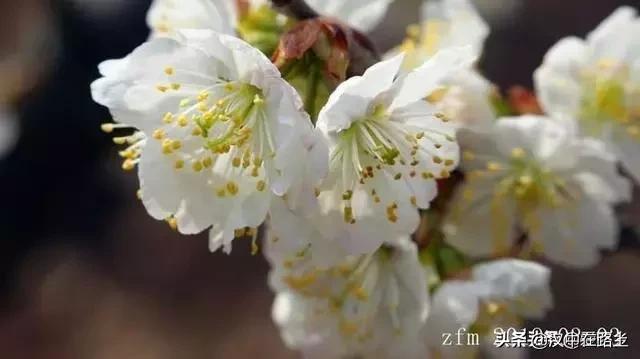 汉中西乡樱桃花已开,这个周末可以去逛逛了!!