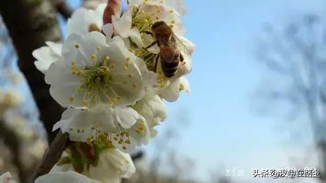 汉中西乡樱桃花已开,这个周末可以去逛逛了!!