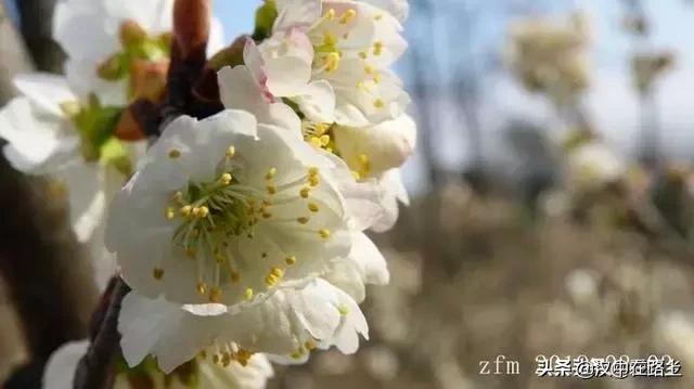 汉中西乡樱桃花已开,这个周末可以去逛逛了!!