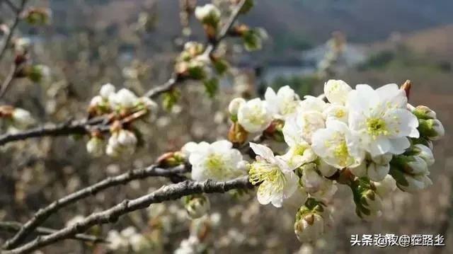 汉中西乡樱桃花已开,这个周末可以去逛逛了!!