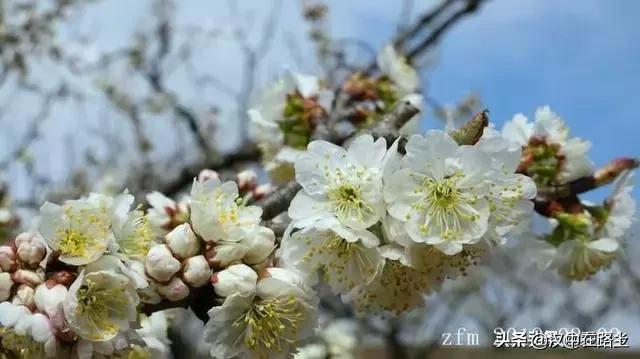 汉中西乡樱桃花已开,这个周末可以去逛逛了!!