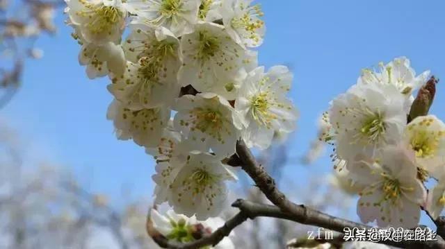 汉中西乡樱桃花已开,这个周末可以去逛逛了!!
