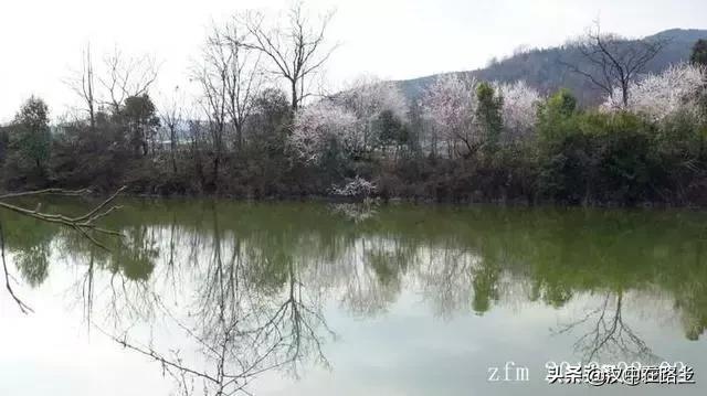 汉中西乡樱桃花已开,这个周末可以去逛逛了!!