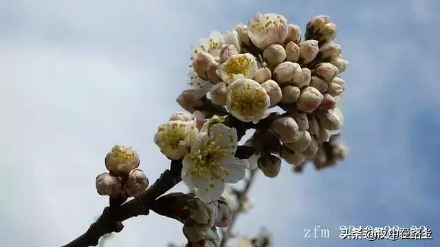 汉中西乡樱桃花已开,这个周末可以去逛逛了!!
