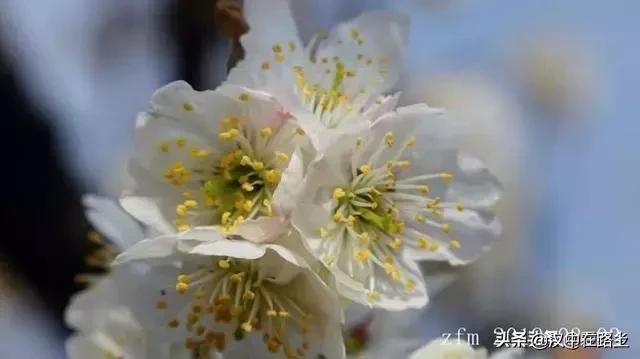 汉中西乡樱桃花已开,这个周末可以去逛逛了!!