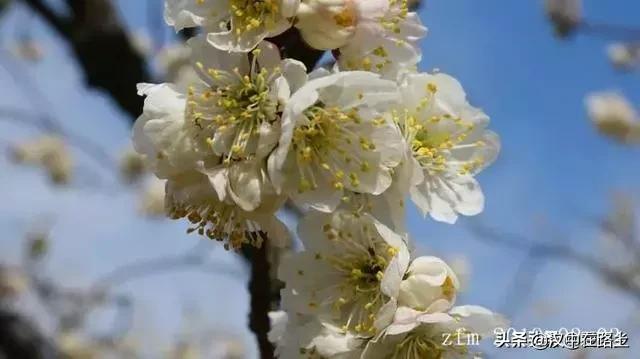 汉中西乡樱桃花已开,这个周末可以去逛逛了!!
