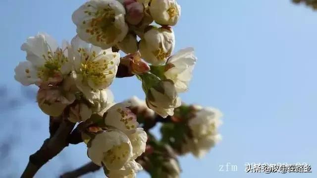 汉中西乡樱桃花已开,这个周末可以去逛逛了!!