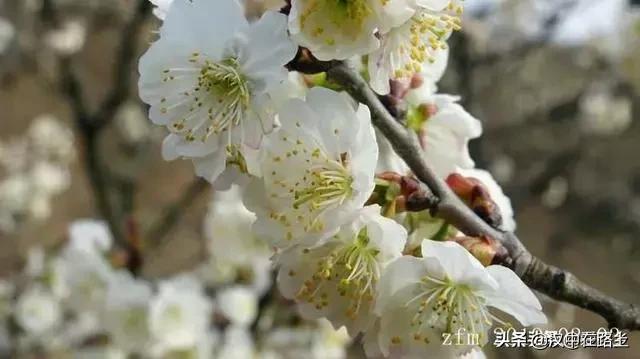 汉中西乡樱桃花已开,这个周末可以去逛逛了!!