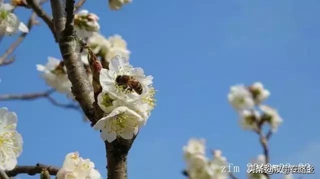 汉中西乡樱桃花已开,这个周末可以去逛逛了!!