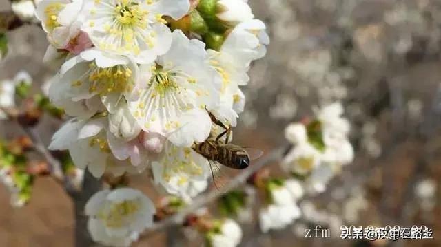 汉中西乡樱桃花已开,这个周末可以去逛逛了!!