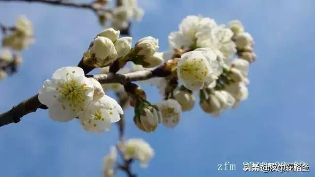 汉中西乡樱桃花已开,这个周末可以去逛逛了!!