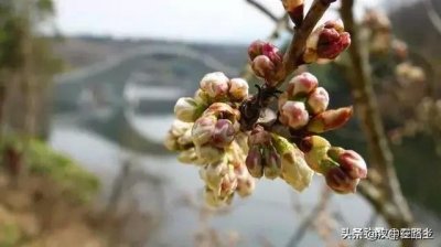 汉中西乡樱桃花已开,这个周末可以去逛逛了!!