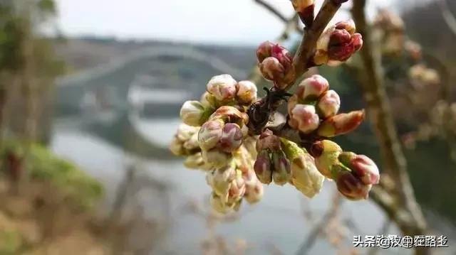 汉中西乡樱桃花已开,这个周末可以去逛逛了!!
